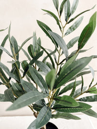 Olive Tree | 50cm Wander & Wild 