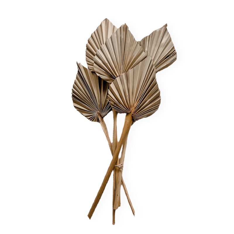 Dried Palm Stems (x5) | Spear Cut Wander & Wild 