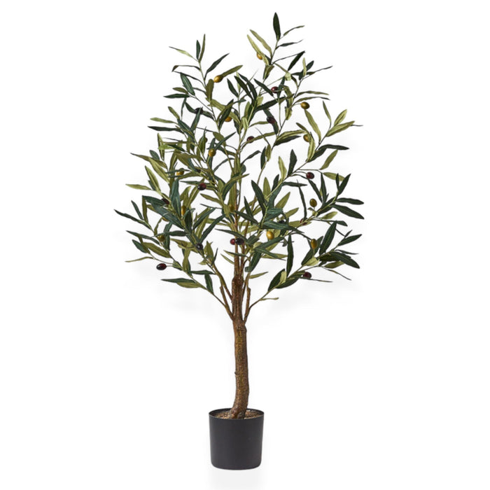 Olive Tree | 91cm Wander & Wild 