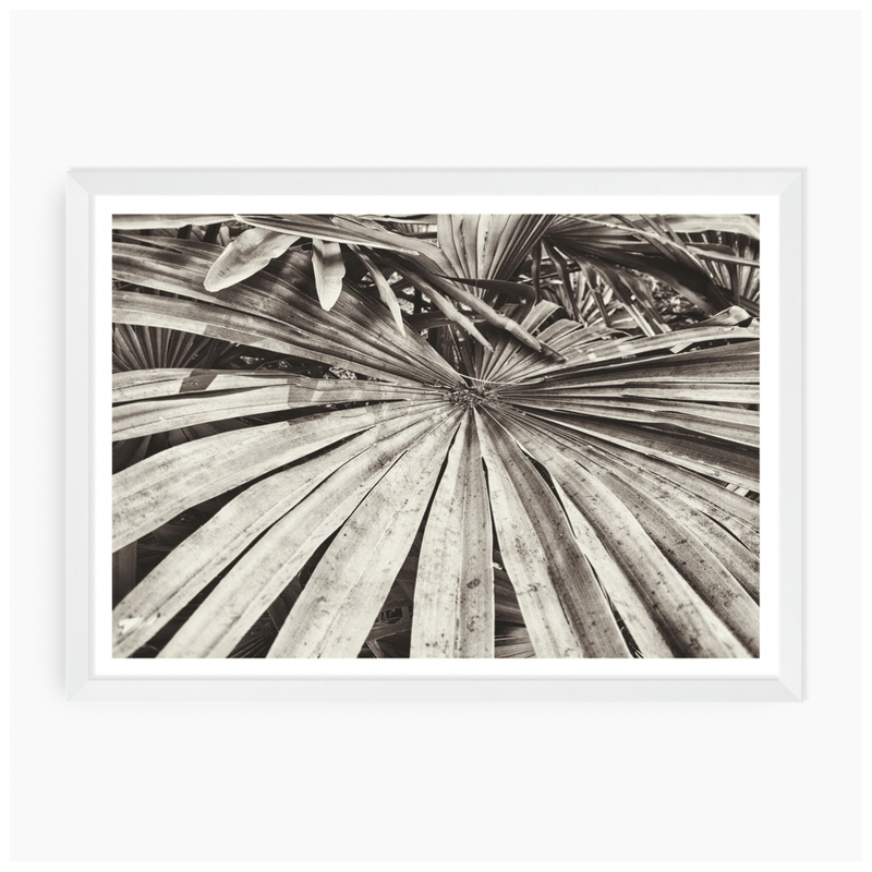 Rustic Palm Wander & Wild 